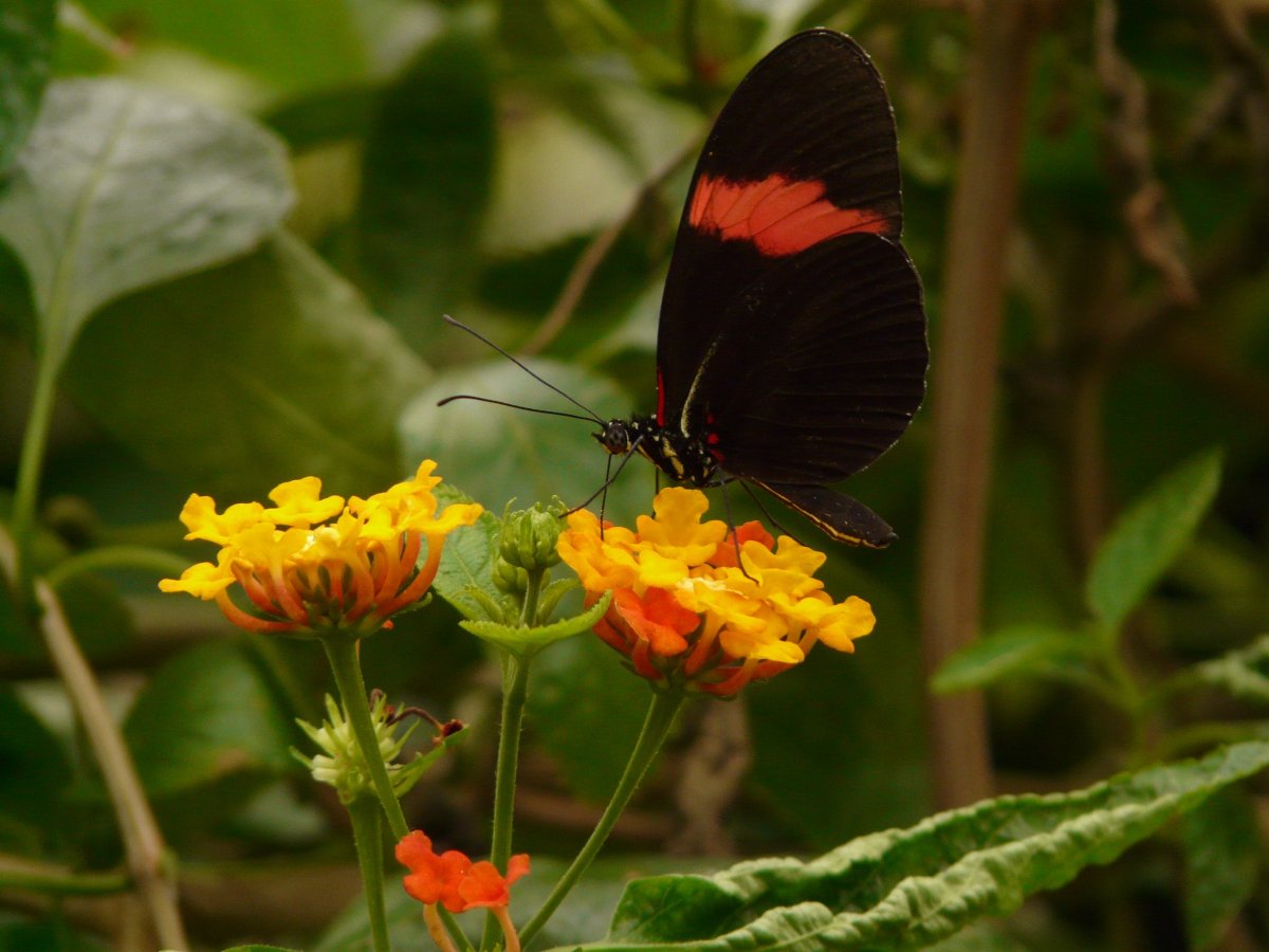 Colorful lantana pictures