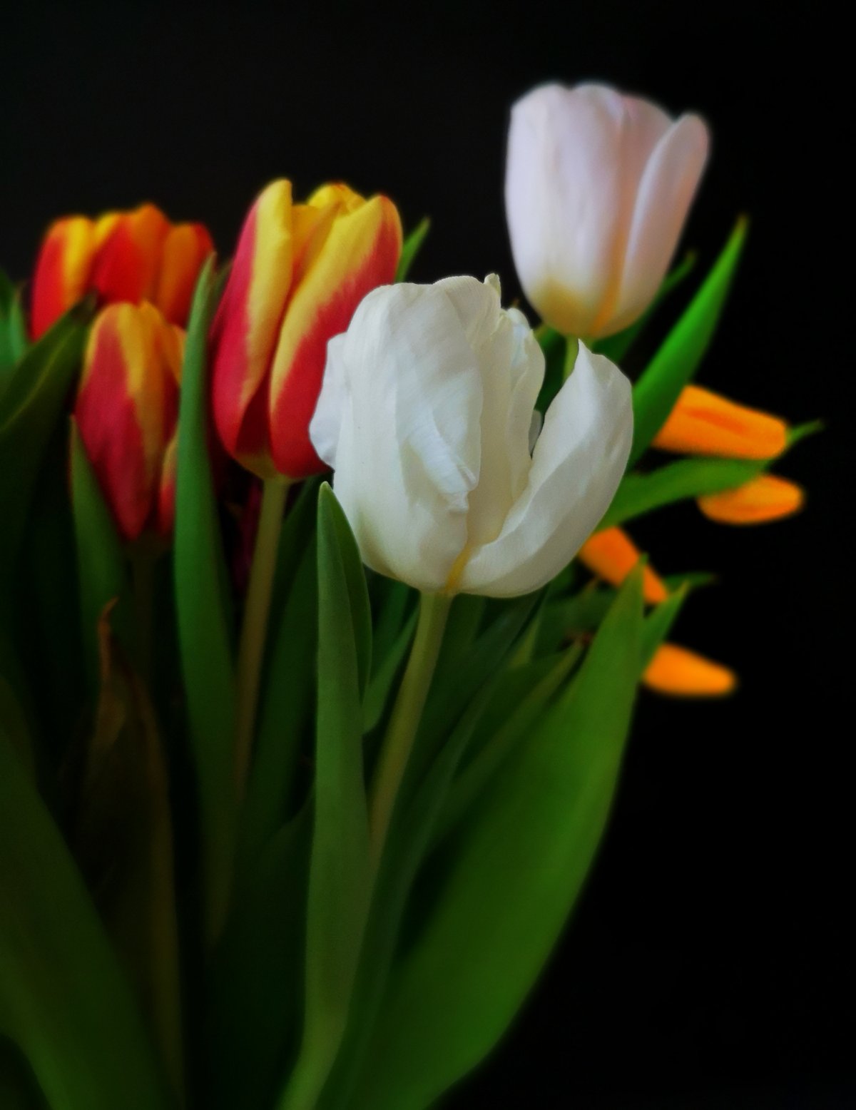 Pictures of blooming tulip flowers