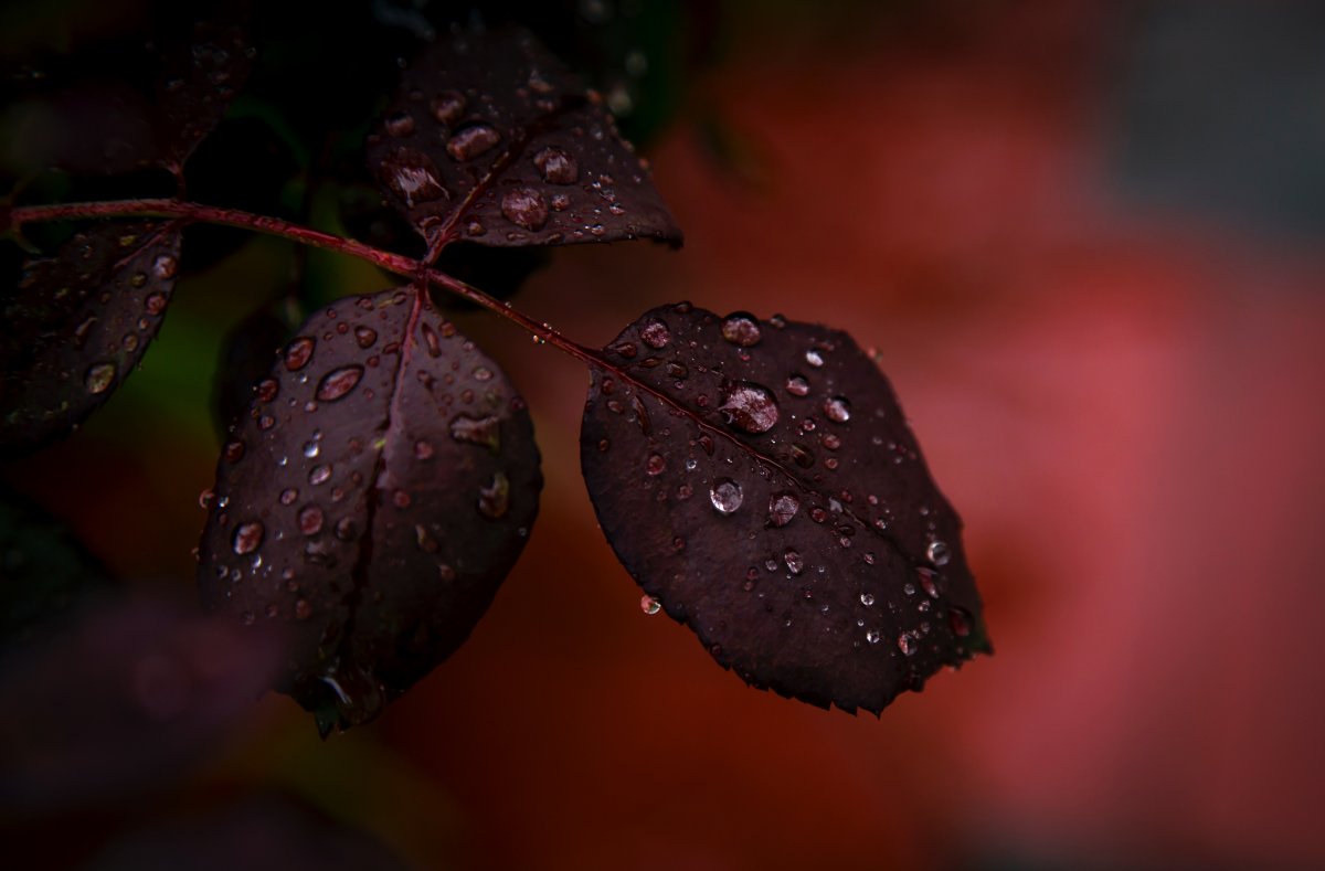 Pictures of leaves beaten by rain