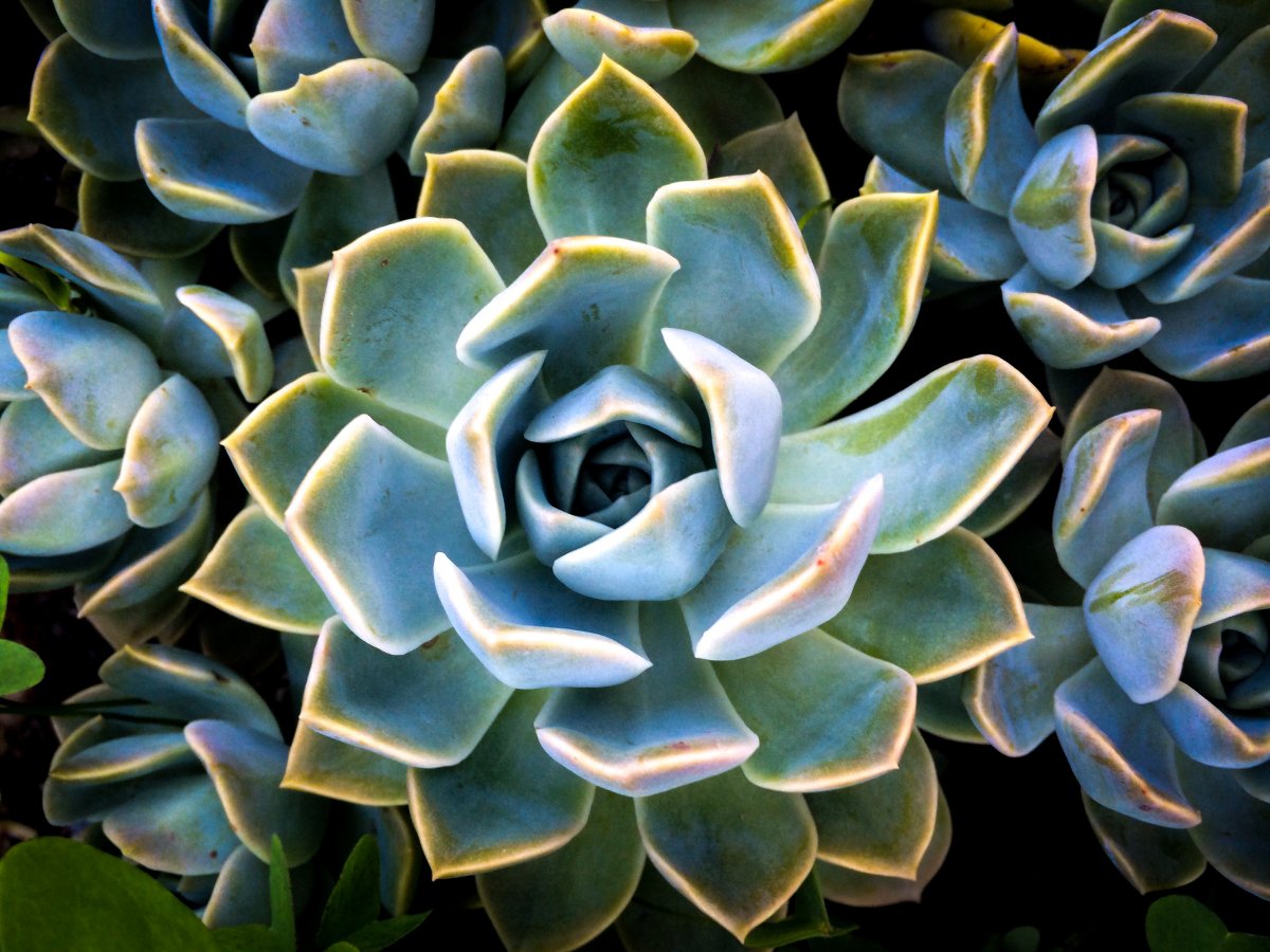 Pictures of succulent potted plants that purify the air