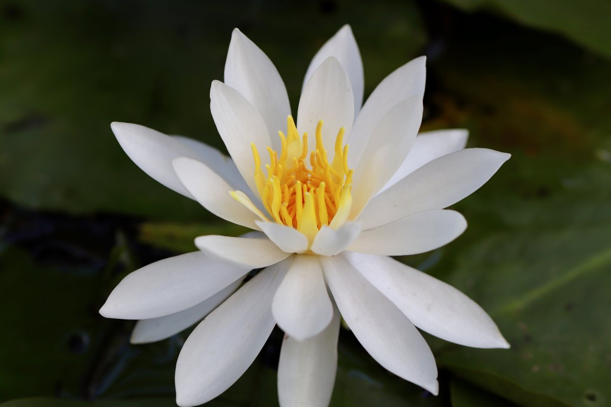 White water lily flower blooming picture