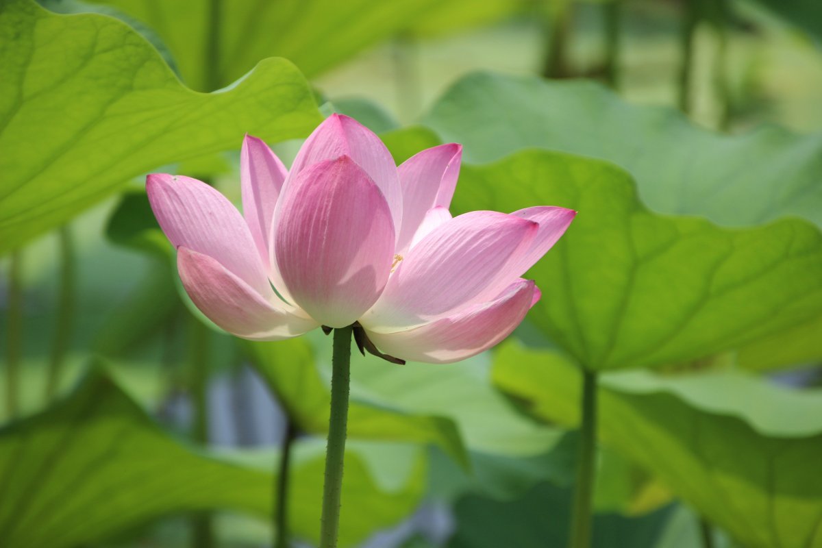 Lotus desktop background picture