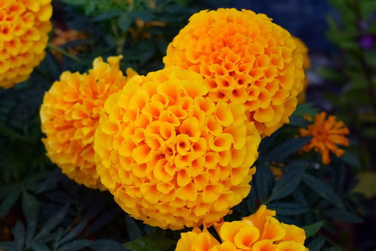 Orange chrysanthemum flower pictures