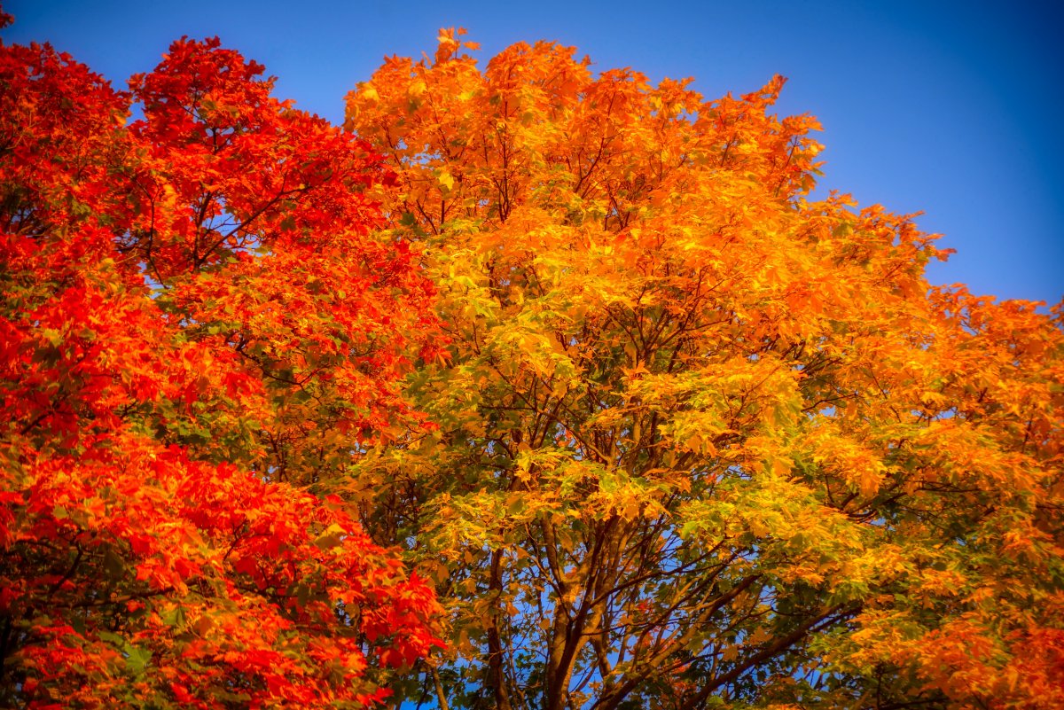 Autumn maple red leaves landscape picture