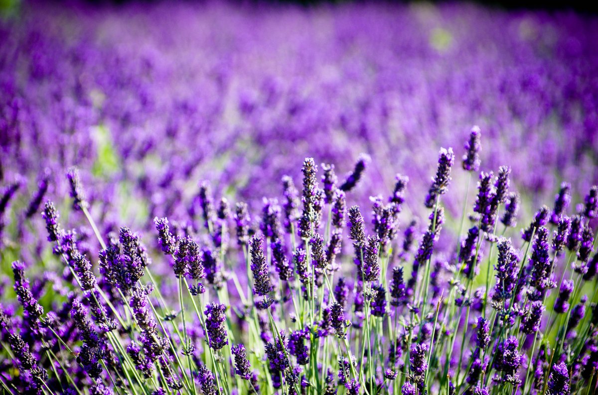 Ornamental pictures of purple lavender flowers