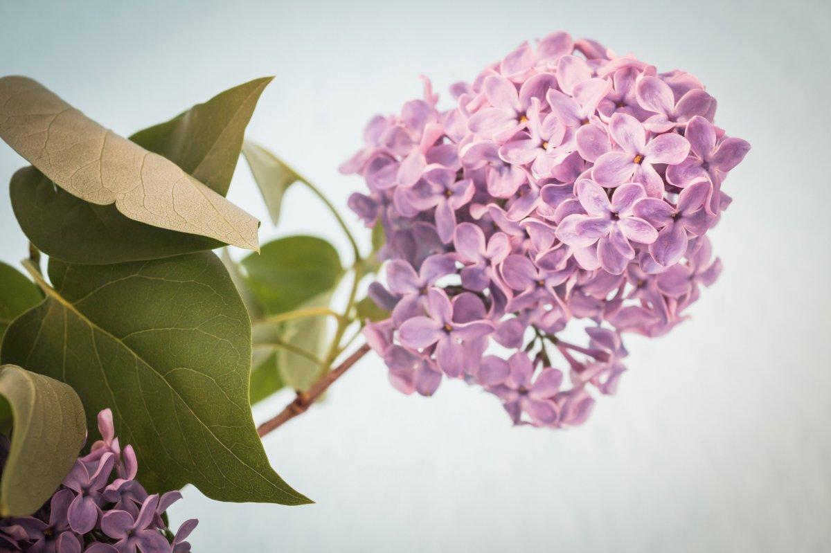 Pictures of beautiful lilac flowers