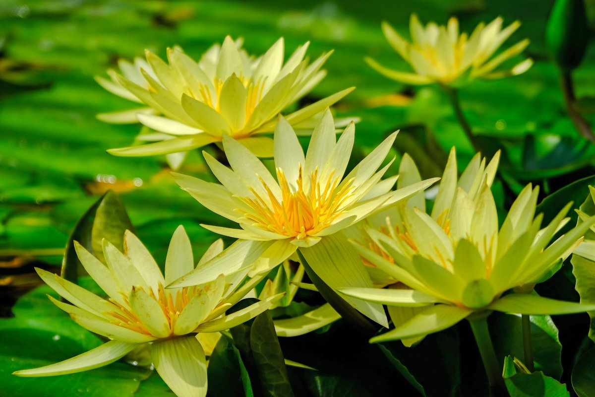 Pleasant and refreshing water lily pictures