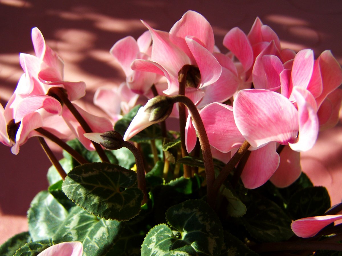 Pictures of cyclamen with beautiful flowers and fragrant flowers