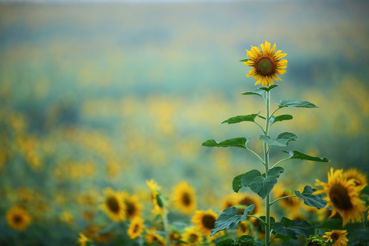 Golden dazzling positive sunflower picture