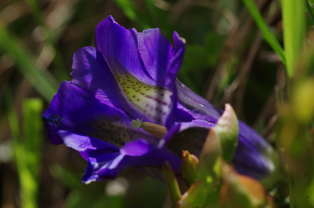 Fresh purple dragon flower pictures
