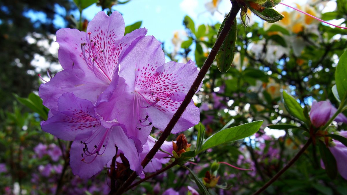 Pictures of colorful rhododendrons in spring