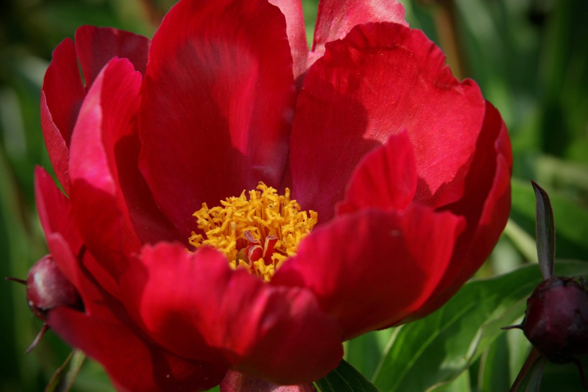 Stable and magnificent peony flower pictures