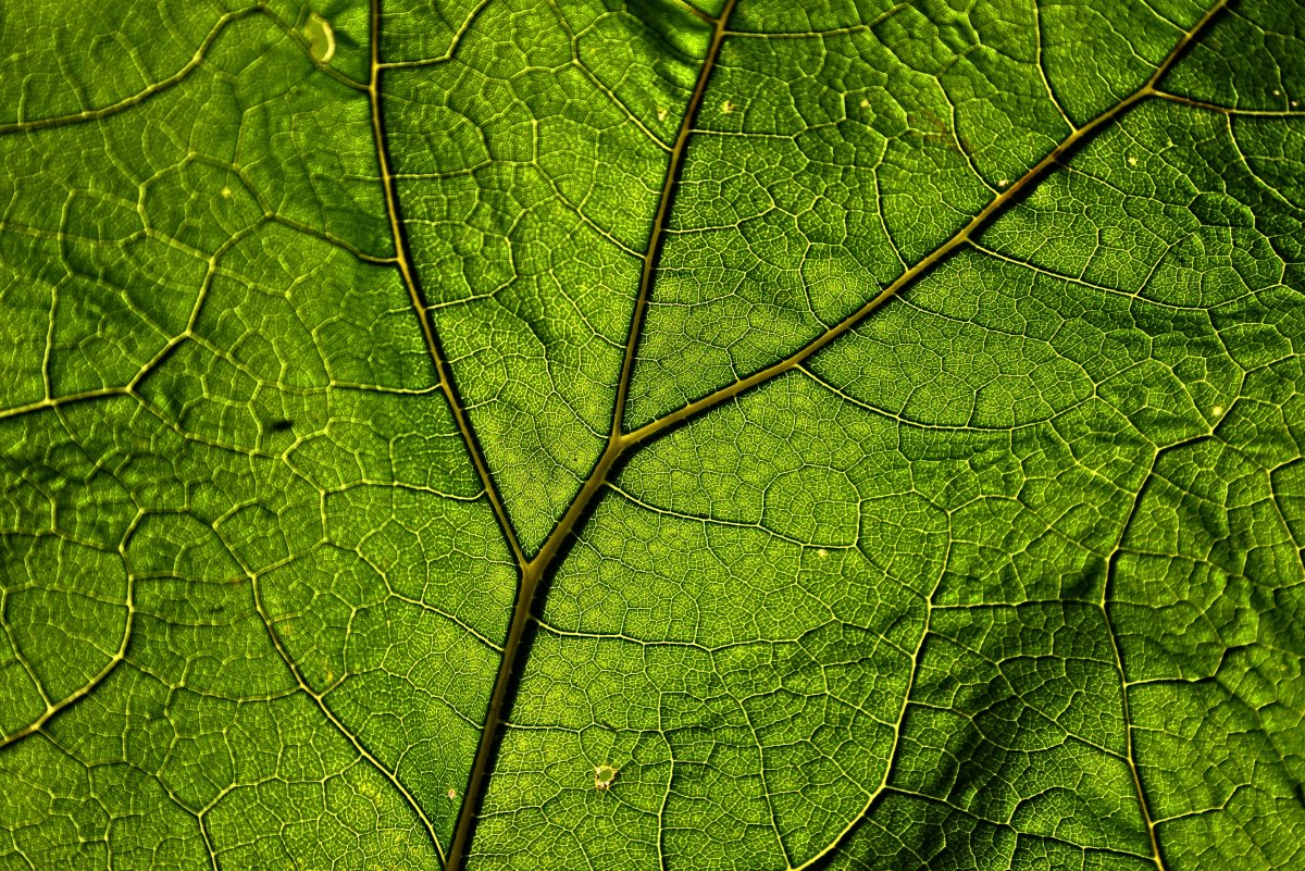 Green clear leaf veins picture