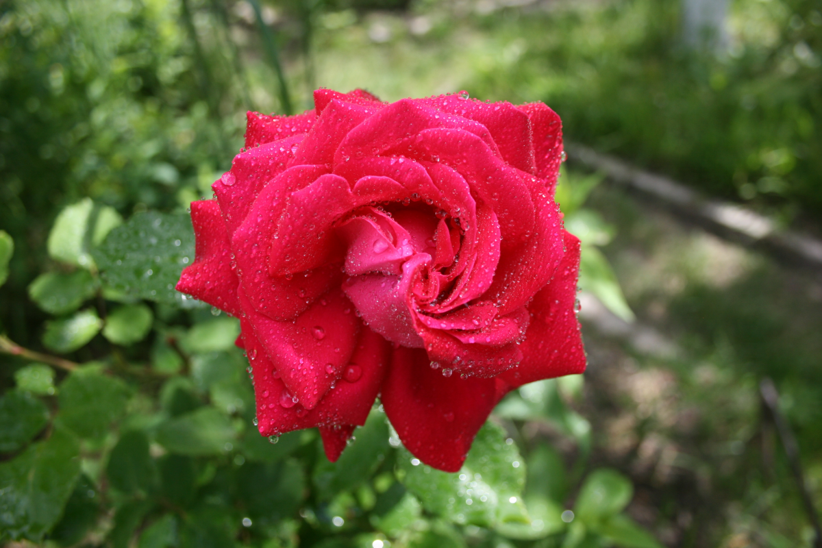 Pictures of red roses blooming warmly