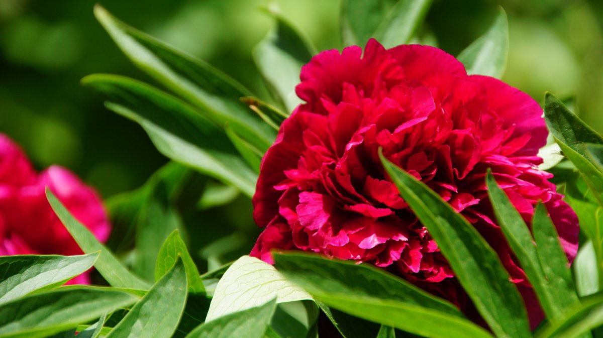 red peony flowers photography pictures