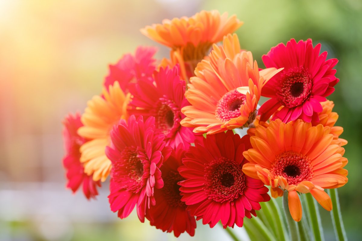 Pictures of gerbera with bright petals and huge flowers