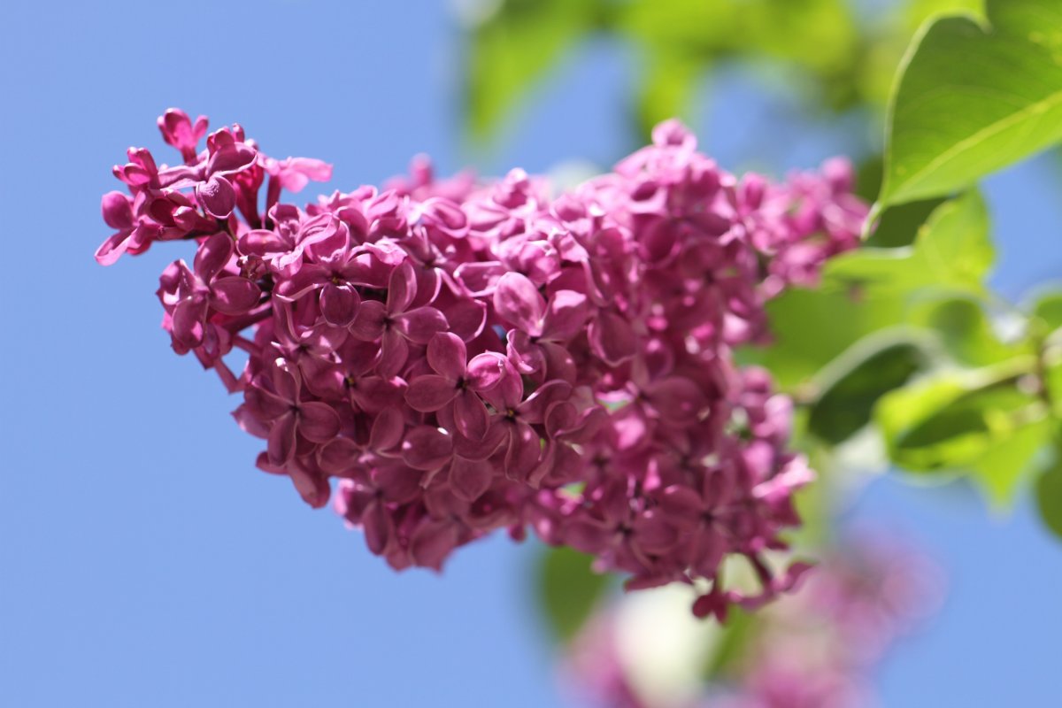 Pictures of fragrant lilacs with dense flowers