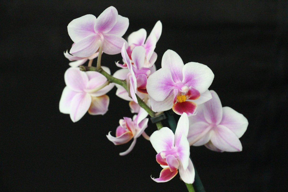Phalaenopsis pictures with flowers flying like butterflies