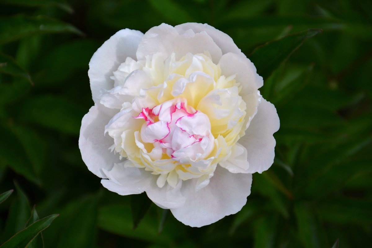 Beautiful pictures of peonies