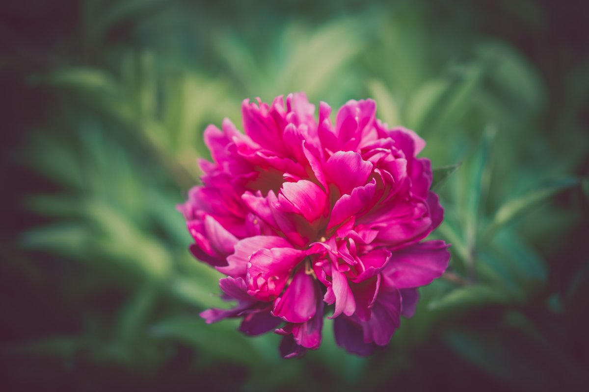 Gentle and low-key carnation pictures