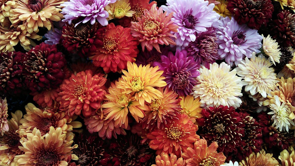 Beautiful and precious chrysanthemum pictures