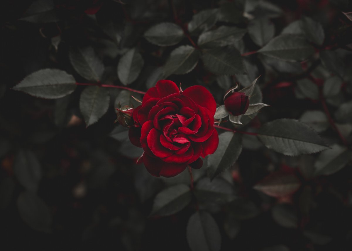 Bright and passionate red rose pictures