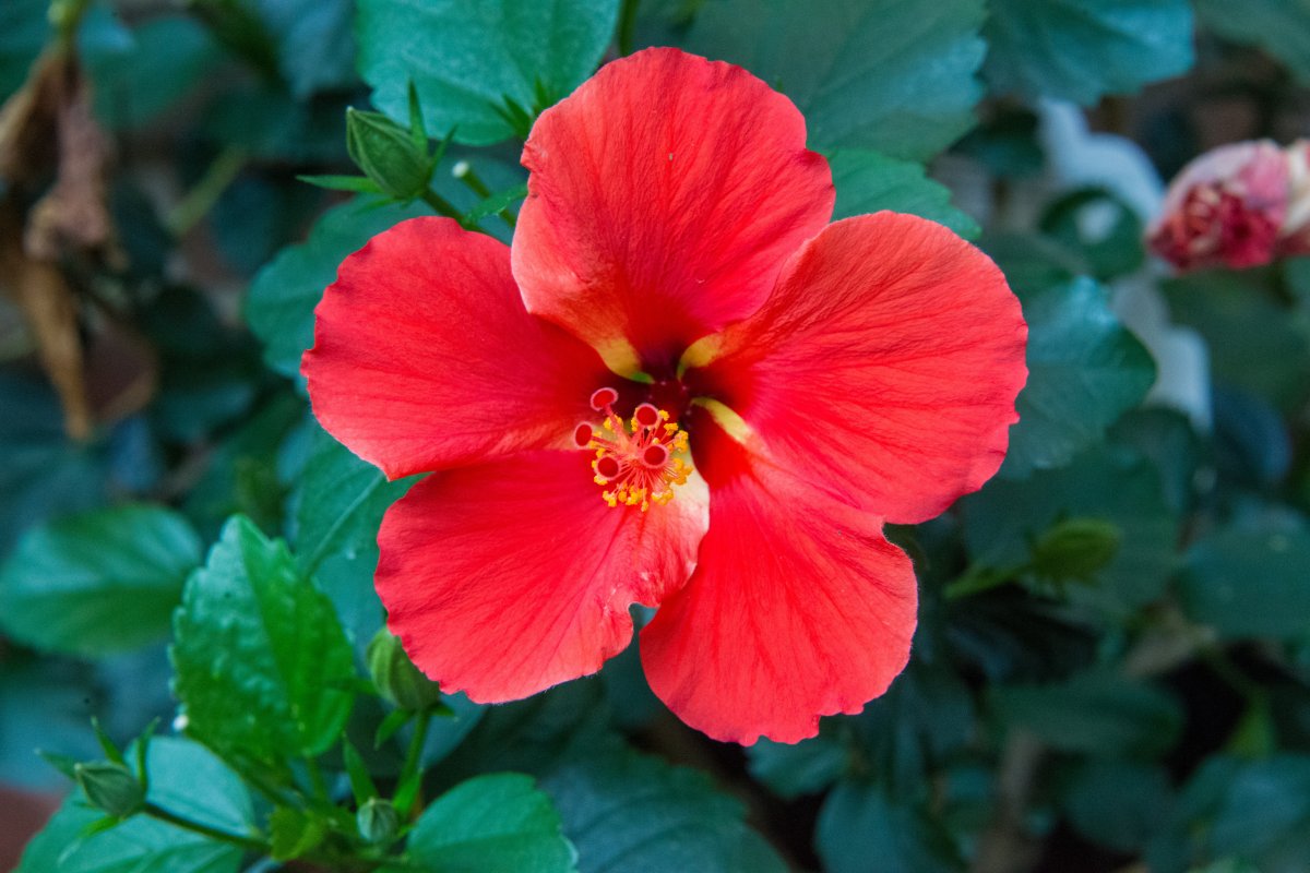 Red hibiscus flower pictures