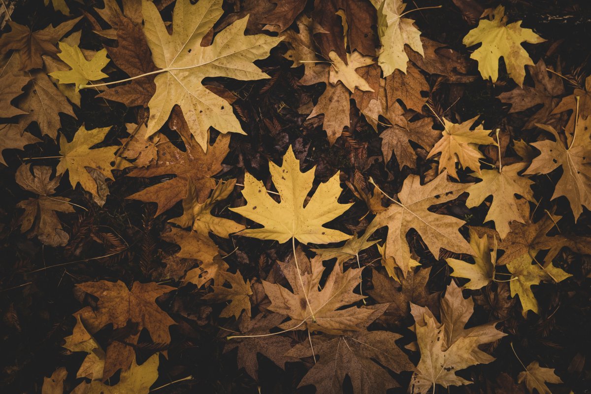 Autumn sycamore leaves pictures
