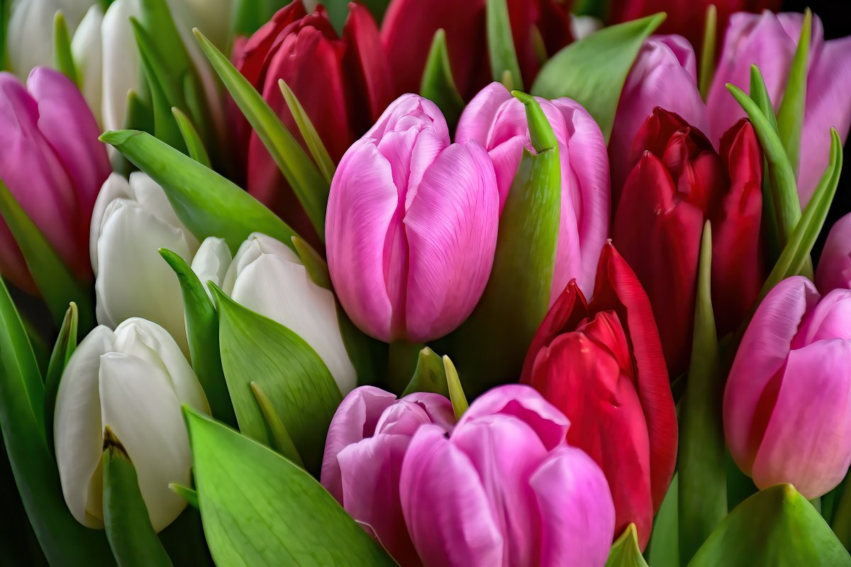 Multicolor tulip bouquet pictures