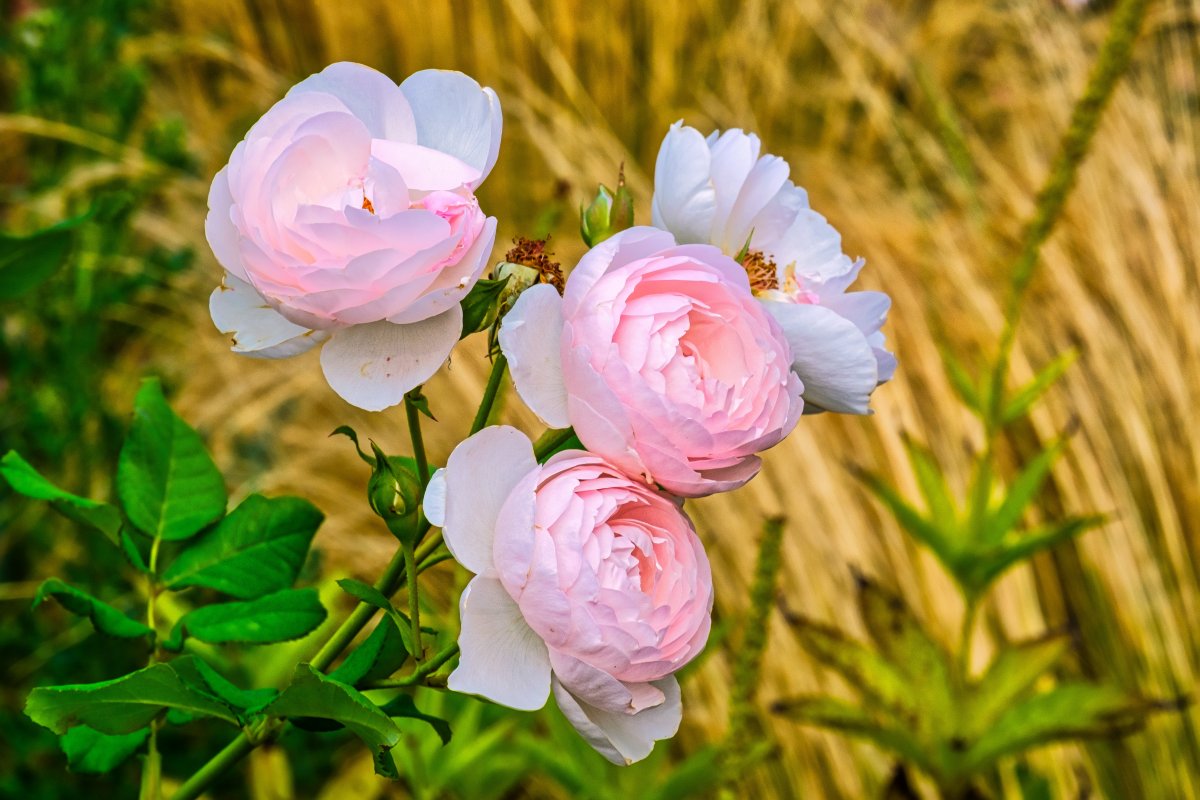 Pictures of beautiful pale pink roses