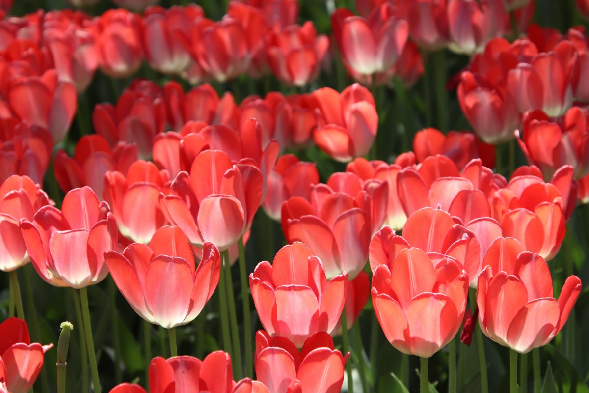 red tulip flower blooming picture
