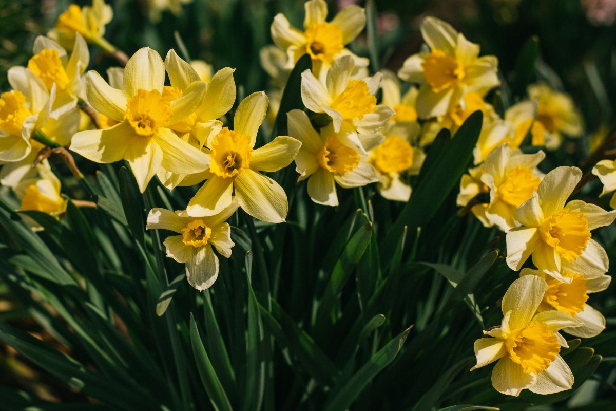 Pictures of delicate and elegant daffodils with fragrant flowers