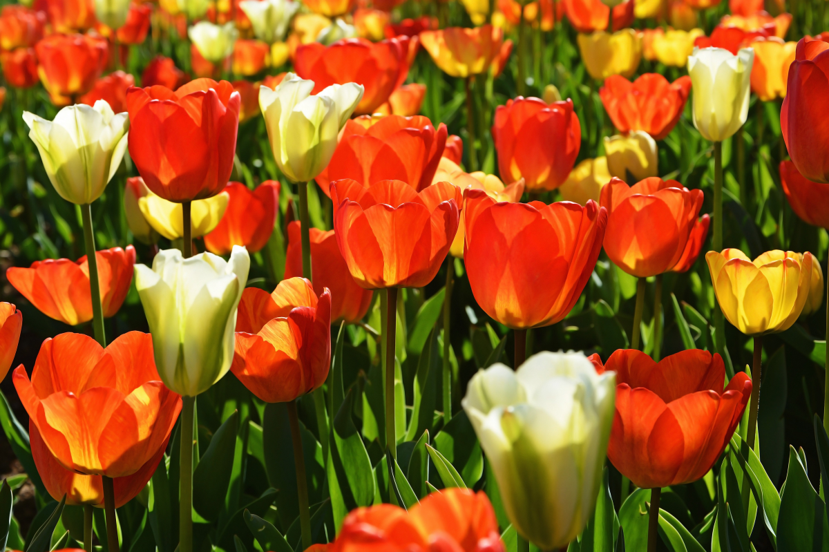 Colorful tulip pictures