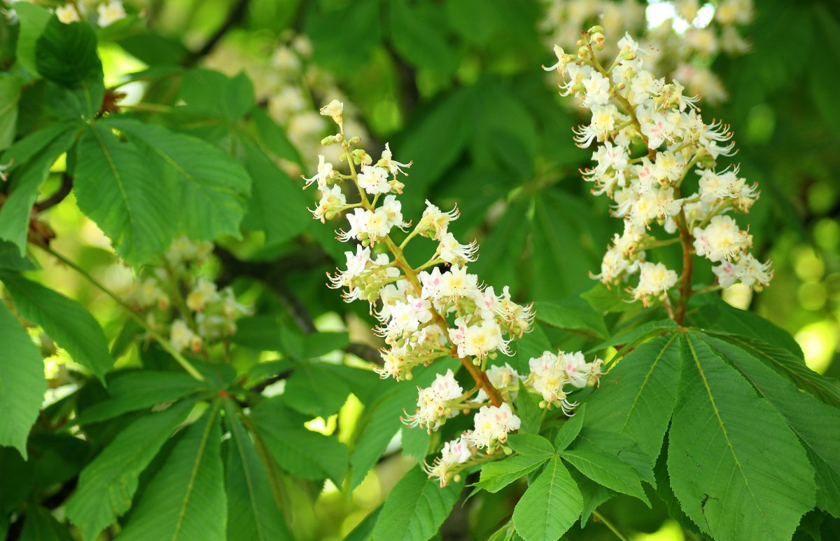 Beautiful inflorescence picture of horse chestnut flower