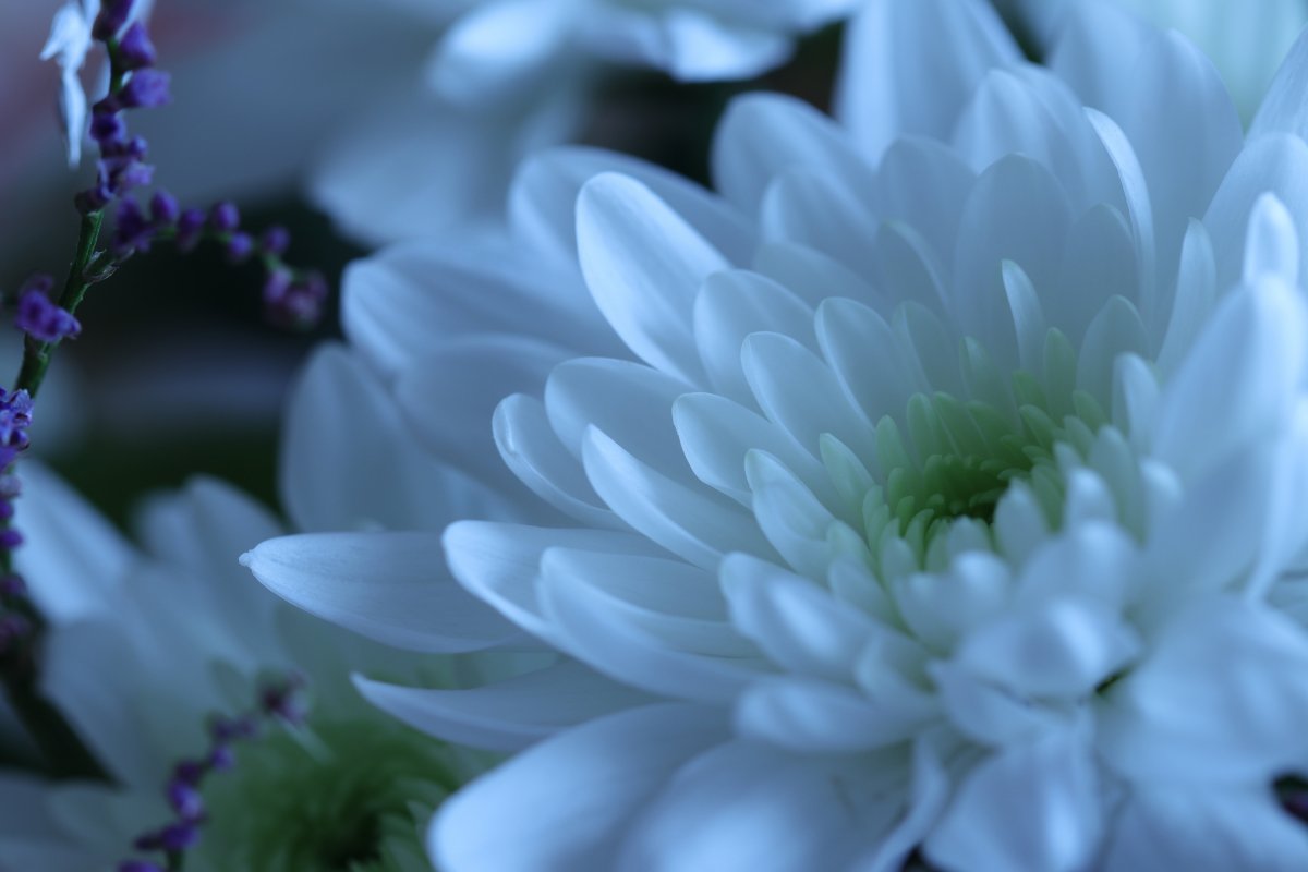 Pure white chrysanthemum flowers pictures