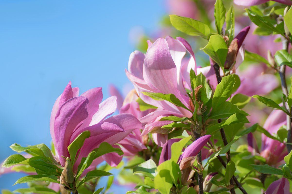 magnolia flowers blooming pictures