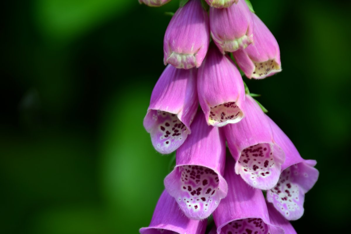 Pictures of foxglove with downy leaves