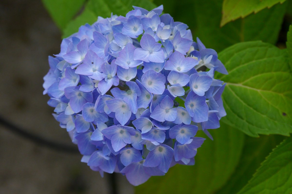 Pictures of lavender hydrangeas in bloom