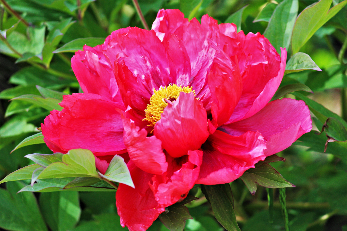 Graceful and elegant red peony flower pictures