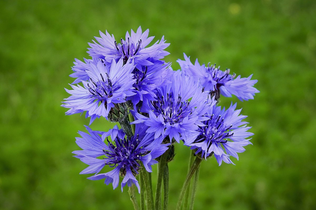 Purple elegant cornflower pictures