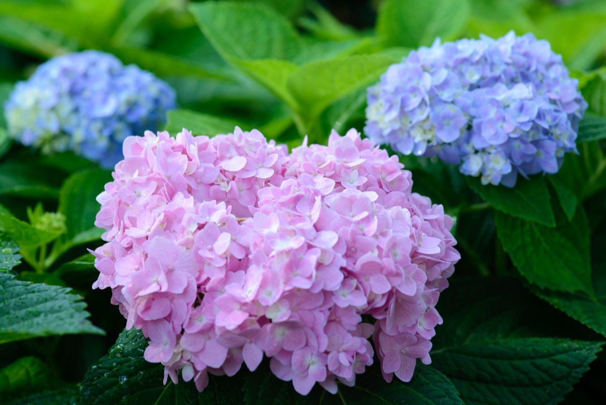 Colorful hydrangeas pictures