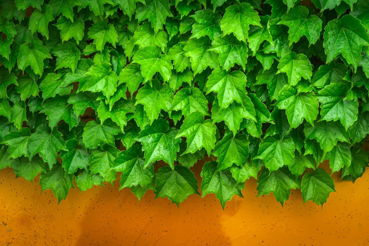 Green thriving ivy pictures