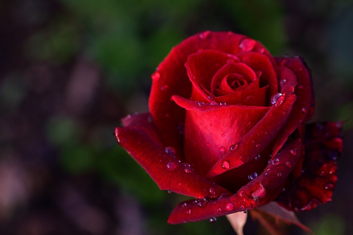 Delicate red rose pictures