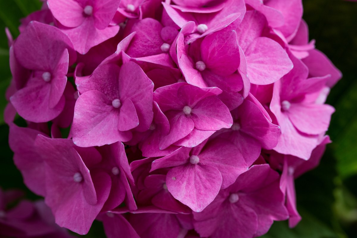 Pictures of hydrangeas in bloom
