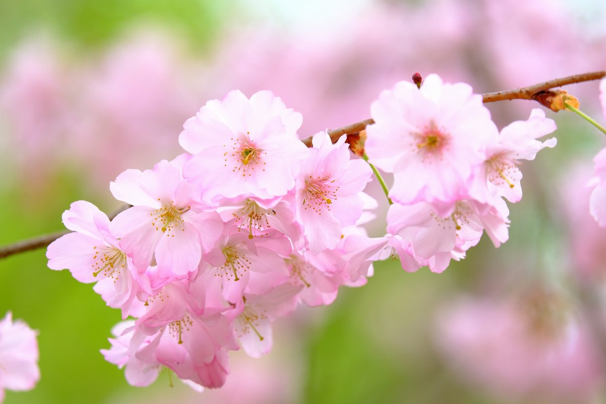 Vibrant and brilliant blooming cherry blossom pictures