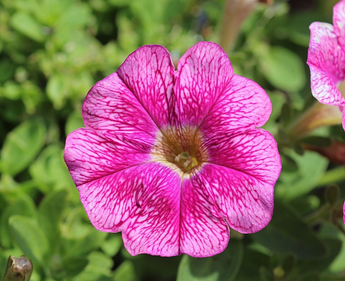 Pictures of colorful petunias