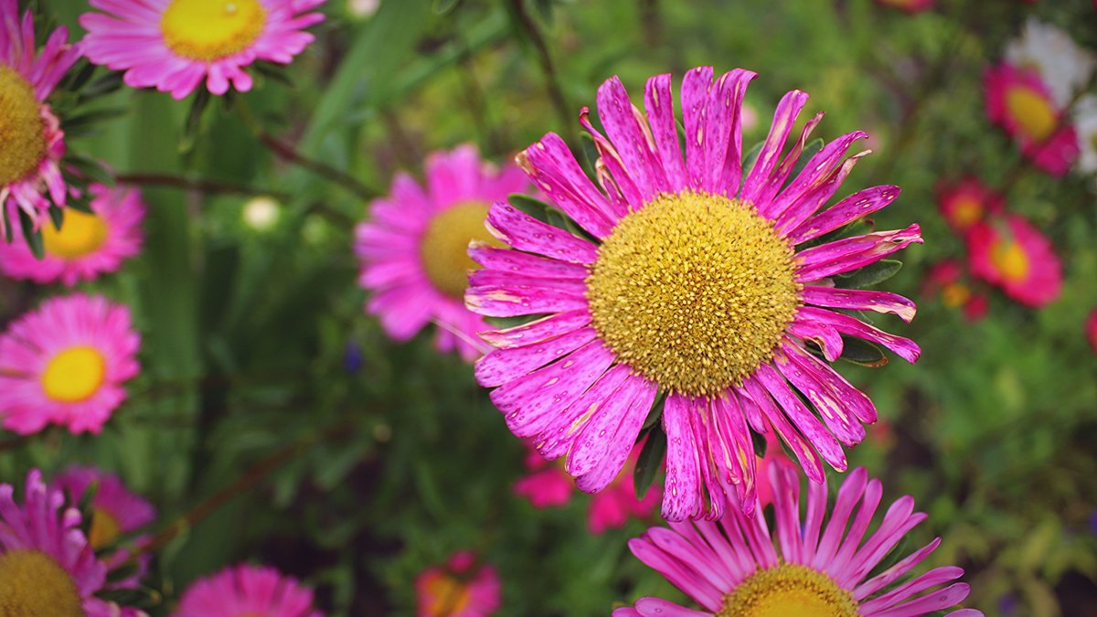 Elegant and fresh aster pictures