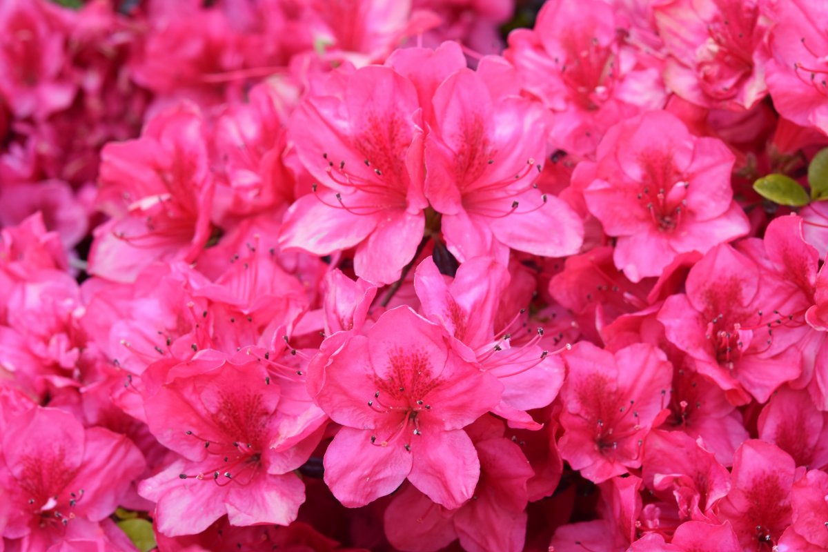 Colorful rhododendron pictures
