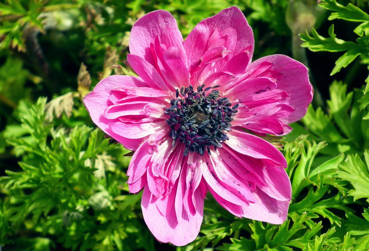 Anemone flower blooming picture