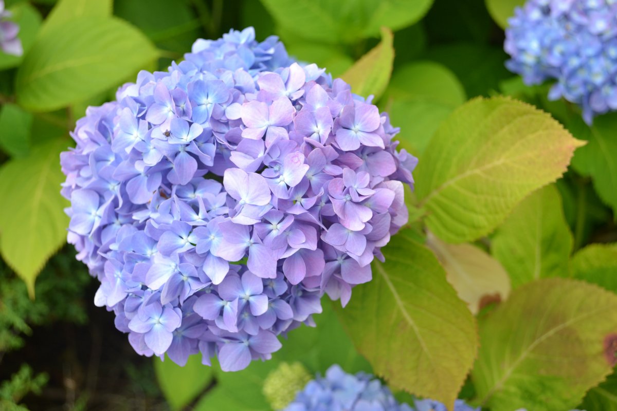 Light blue hydrangea cluster pictures
